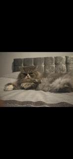 Perzisch lang haar poes 11 jaar, Poes