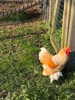 Haan brahma 2 jaar oud, Mannelijk, Kip