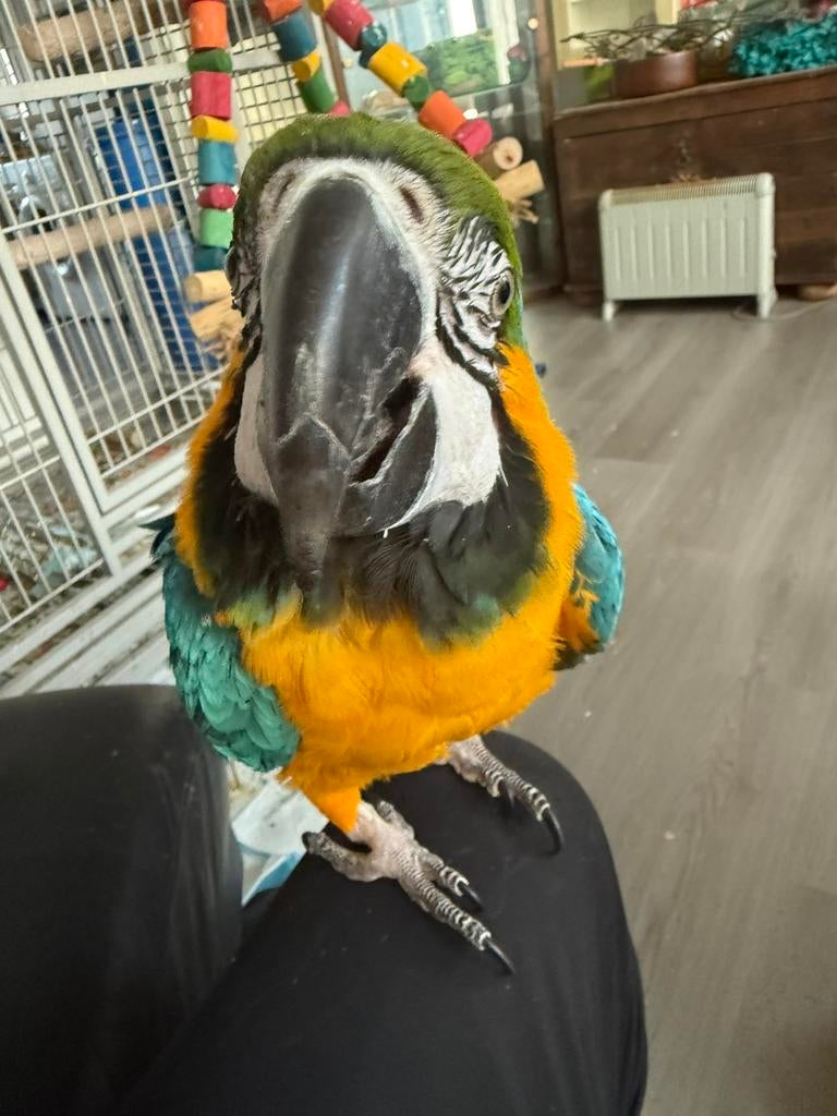 Ara papegaai vrouwtje Apie, Dieren en Toebehoren, Vogels | Parkieten en Papegaaien, Vrouwelijk, Papegaai