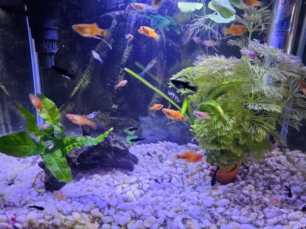 Baby black molly's en Platy's, Dieren en Toebehoren, Vis