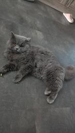 Dekkater kittens, Dieren en Toebehoren, Katten en Kittens | Dekkaters