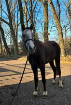 Te koop lieve Welsh B pony, Ruin, B pony (1.17m tot 1.27m), 3 tot 6 jaar