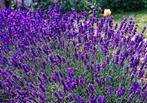 Lavendel, munstead, Tuin en Terras, Planten | Tuinplanten, Volle zon, Vaste plant, Zomer, Ophalen
