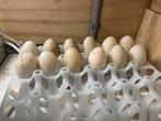 Bevruchte loopeenden eieren, Dieren en Toebehoren, Ophalen of Verzenden, Nieuw, Overige typen