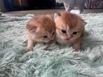 Te koop raszuivere britse korthaar kittens, Meerdere dieren, Gechipt, 0 tot 2 jaar