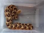 Koppel Bitis arietans somalica, Dieren en Toebehoren, Slang, 3 tot 6 jaar