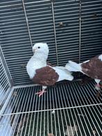 Te koop  mooi koppel rood oud Hollandse meeuwen, Meerdere dieren, Overige soorten