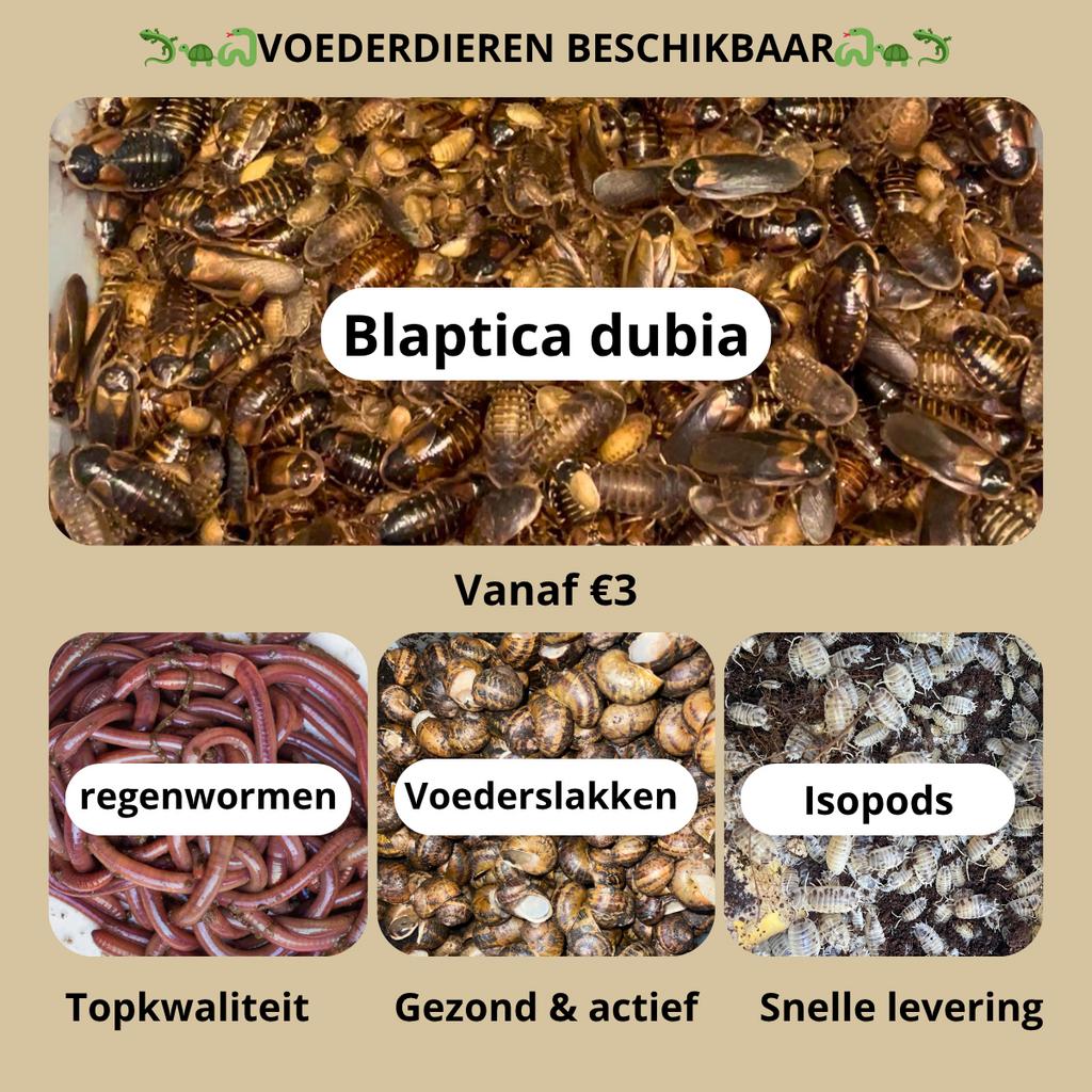 Voederdieren beschikbaar - TOP kwaliteit, Dieren en Toebehoren, Reptielen en Amfibieën, Hagedis, 0 tot 2 jaar