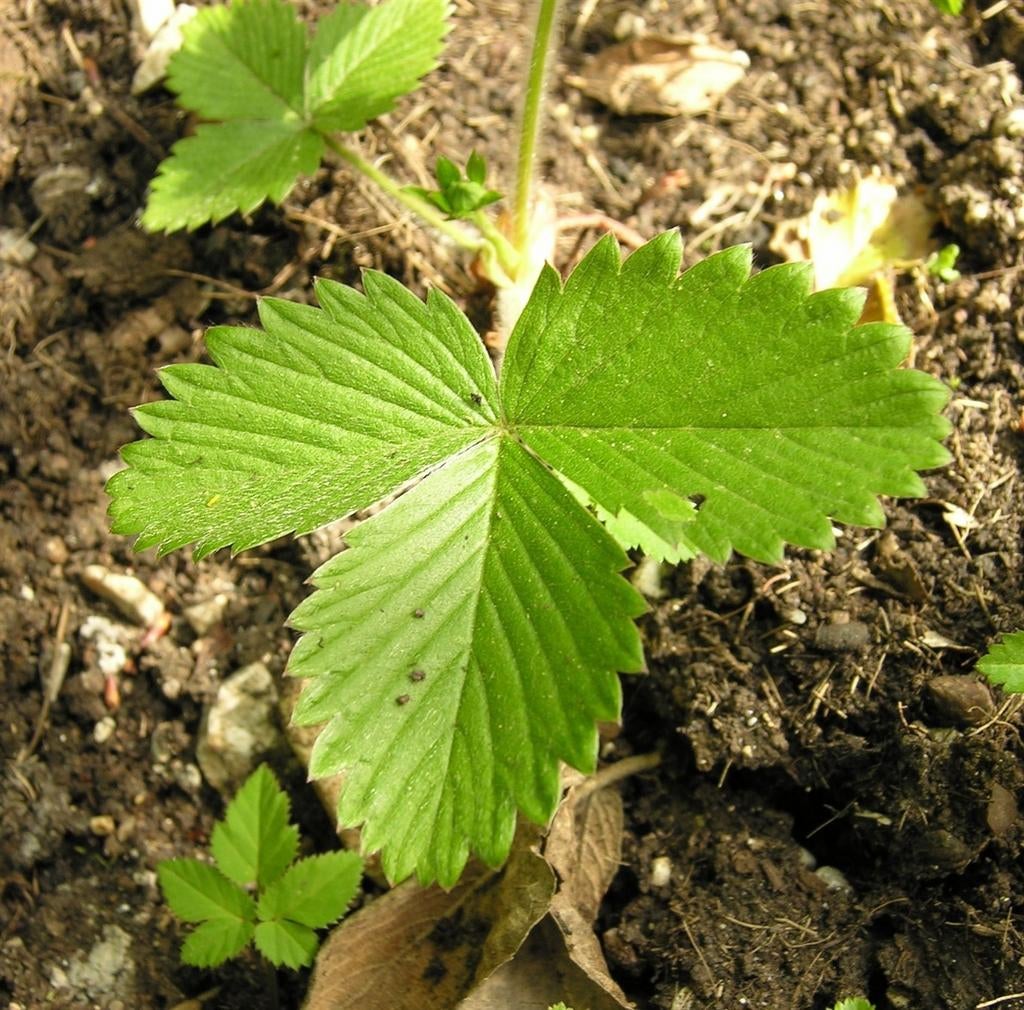 Heuvelaardbei planten, Ophalen, Volle zon, Vaste plant, Fruitplanten