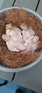 Jonge valkparkieten  Gereserveerd, Dieren en Toebehoren, Vogels | Parkieten en Papegaaien, Meerdere dieren, Parkiet, Geringd