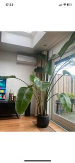 Grote Strelitzia - Ruim 2 meter hoog in zwarte pot, Ophalen, Vaste plant, Overige soorten, Volle zon