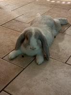 Franse hangoor ram, Dieren en Toebehoren, Konijnen, Mannelijk, Groot, Hangoor, 0 tot 2 jaar