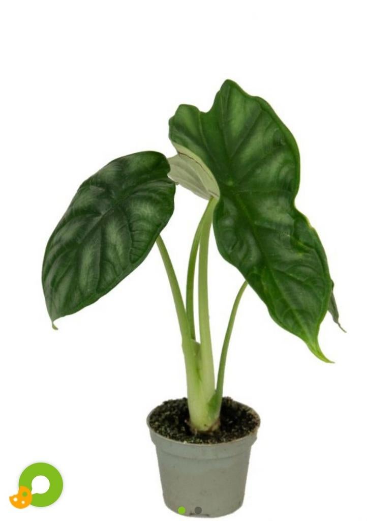 Op zoek naar gratis stekjes olifantsoor, Huis en Inrichting, Ophalen of Verzenden, Halfschaduw, Minder dan 100 cm