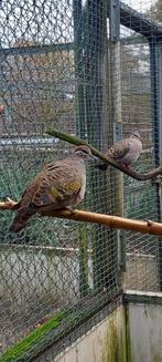 Bronsvleuge duif, Dieren en Toebehoren, Vogels | Duiven, Meerdere dieren, Overige soorten