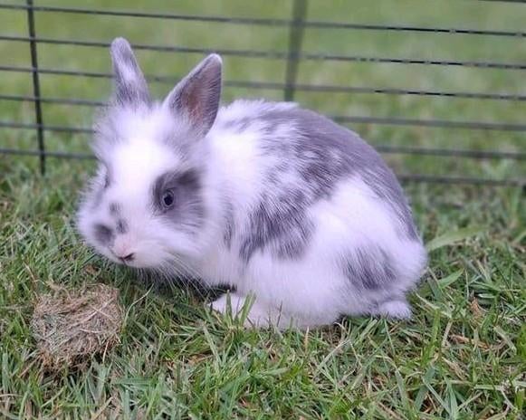 Mooie jonge dwegkonijnen!, Dieren en Toebehoren, Konijnen, Mannelijk, Middelgroot, 0 tot 2 jaar