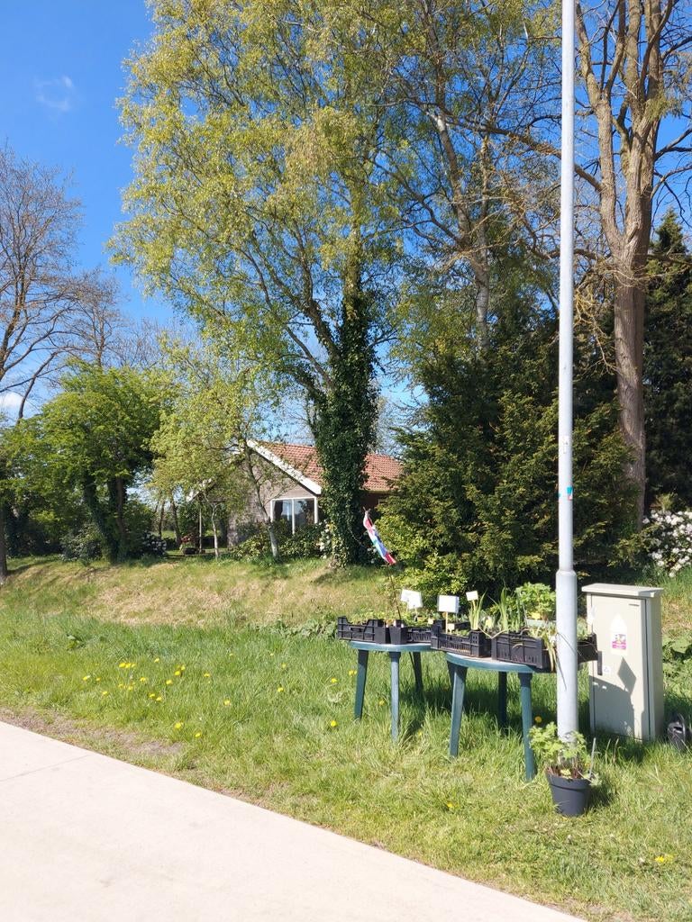 Stekjes, Tuin en Terras, Ophalen, Volle zon