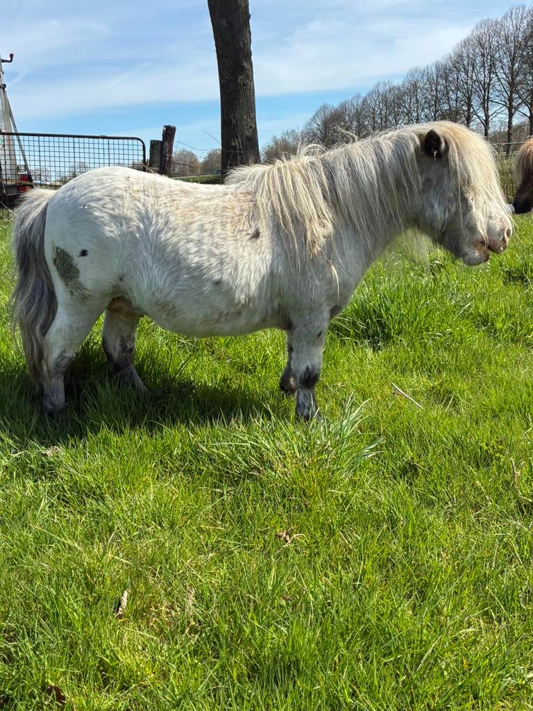 Fewspot dekhengst, Dieren en Toebehoren, Mannelijk, Geit