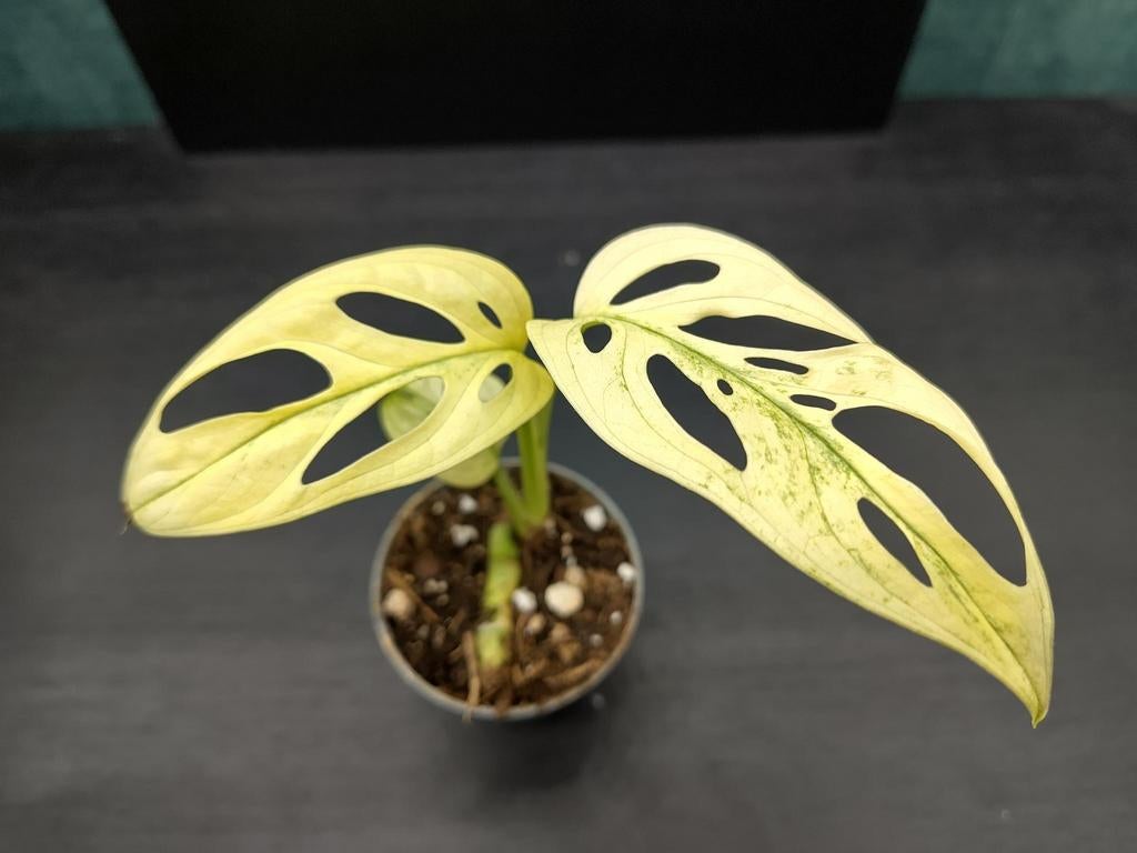 Monstera adansonii variegata stekje 2, Ophalen, Overige soorten, Halfschaduw, Minder dan 100 cm