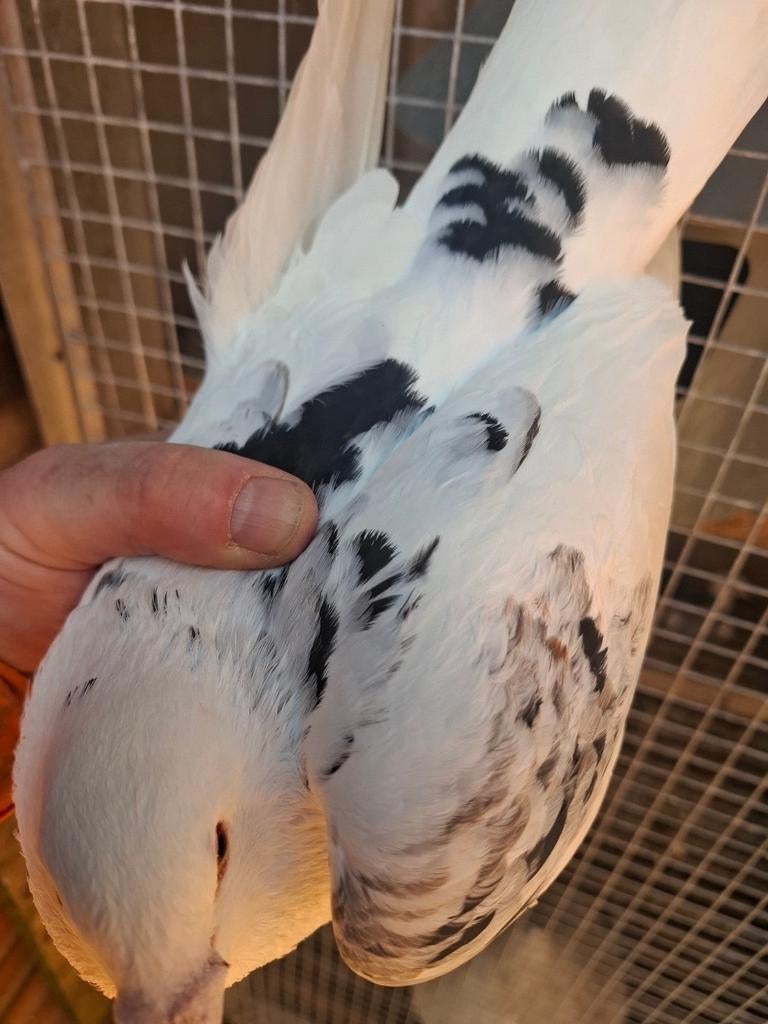 Kleurpostduiven doffer, Dieren en Toebehoren, Mannelijk, Postduif