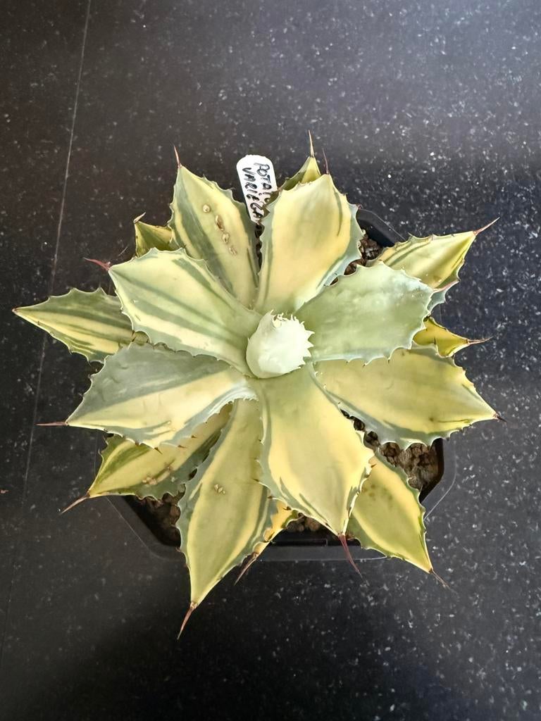 Potatorum variegated, Tuin en Terras, Ophalen of Verzenden, Overige soorten, Volle zon