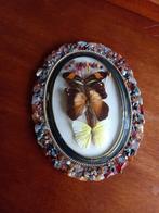 Vintagelijst met vlinders taxidermie, Ophalen of Verzenden, Gebruikt, Insect, Opgezet dier