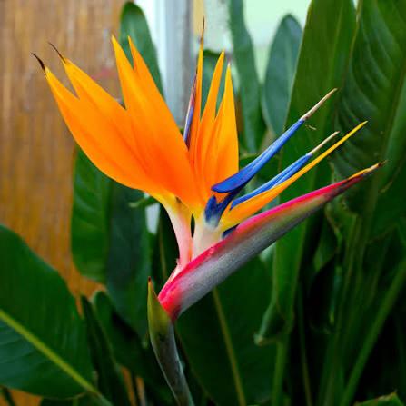 10 x Strelitzia Reginae (Bird Of Paradise) zaden, Ophalen of Verzenden, Voorjaar, Volle zon, Zaad