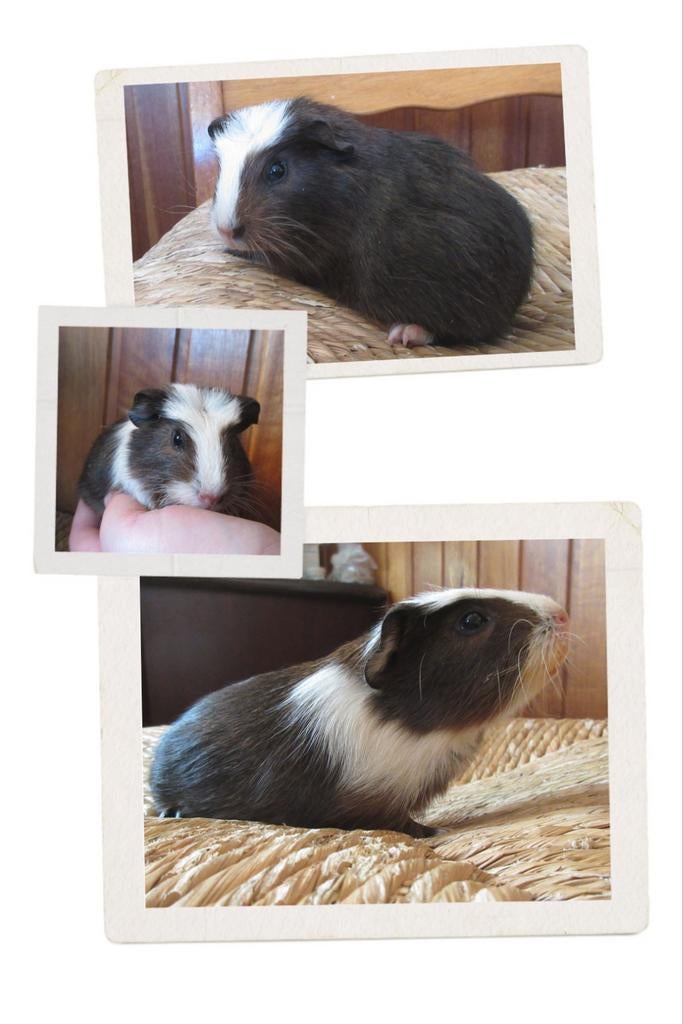 Baby cavia Chocolate te koop!, Maart, Mannelijk, Cavia
