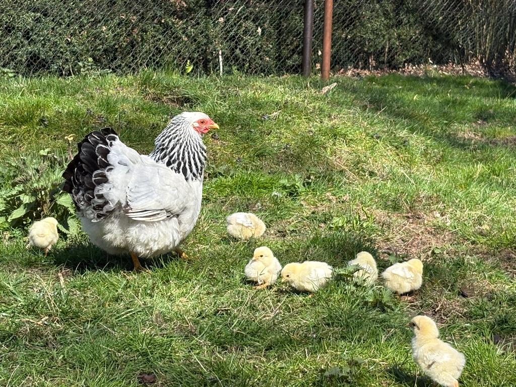 Wyandotte kriel kuikens in de kleur wit-zwart columbia, Dieren en Toebehoren, Pluimvee, Meerdere dieren, Kip