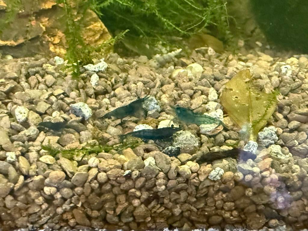 Neocaridina blue dream garnalen, Kreeft, Krab of Garnaal