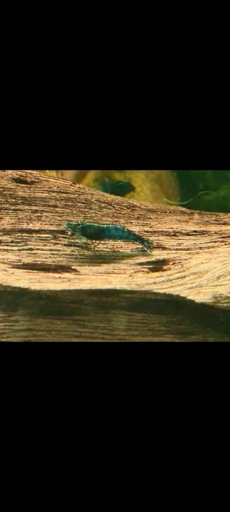 Garnalen, Blue dream Neocaridina, Ophalen of Verzenden