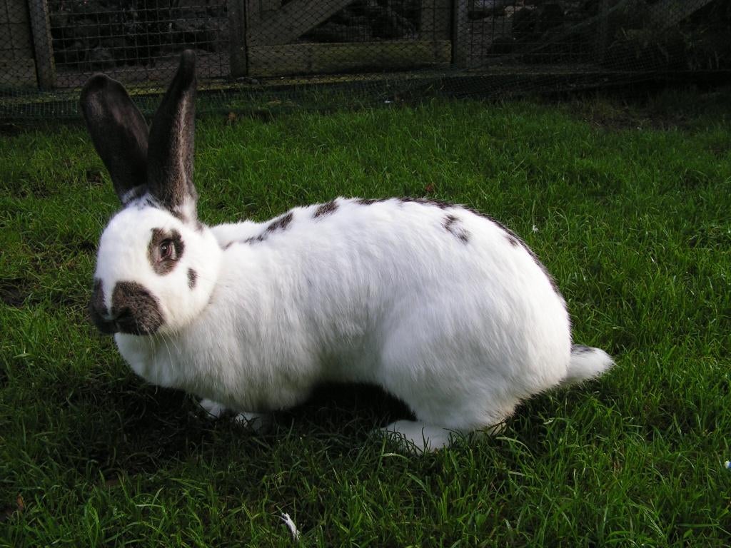 Lotharinger | Mooie konijnen | Lieve dieren | Passend advies, Dieren en Toebehoren, Konijnen, Meerdere dieren, Groot, 0 tot 2 jaar