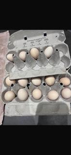 Ayam Serama broedeieren, Dieren en Toebehoren, Geslacht onbekend, Kip