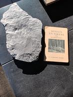 Varen fossiel Carboon tijdperk met boekje, Verzamelen, Ophalen of Verzenden, Fossiel