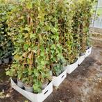 Hedera hibernica klimop 100cm opruiming !, Ophalen, Overige soorten, 100 tot 250 cm
