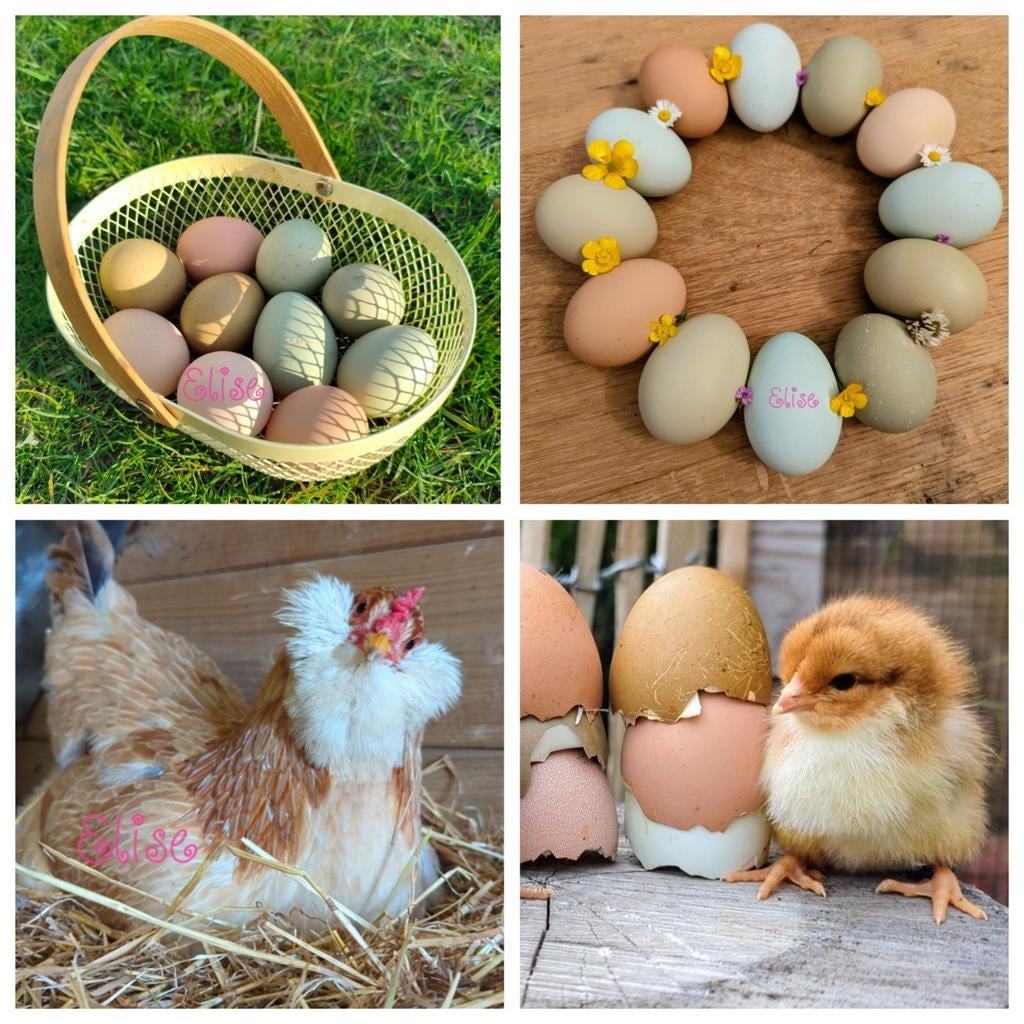 Broedeieren kleurleggers easter eggers kippen olijfleggers, Kip