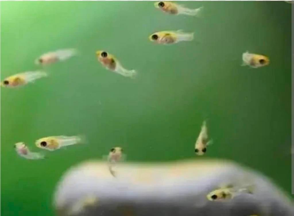 Baby guppen Endler hybride guppy's, Dieren en Toebehoren, Vis
