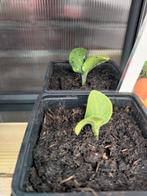 Pompoen big Max , moestuin plant, Ophalen of Verzenden, Eenjarig, Groenteplanten, Volle zon