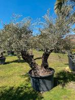 Prachtige oude olijfboom, tweestammer ole europaea, Overige soorten, 100 tot 250 cm, Zomer, Ophalen