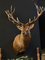 Edelhert hert  opgezet opgezette kop taxidermie veluwe, Ophalen, Nieuw, Hert, Opgezet dier