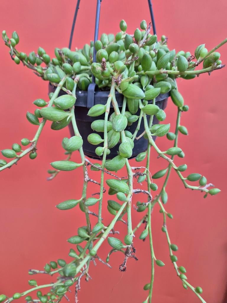 Senecio String of watermelons p14