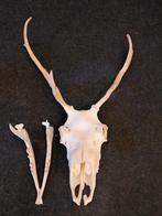 Gewei Rendier, Ophalen of Verzenden, Gebruikt, Hert, Gewei of Kop