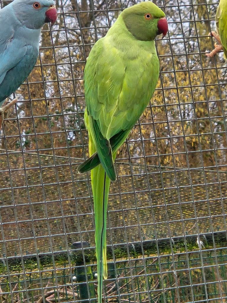 Groene opaline / witkopwistaart halsbandparkiet, Dieren en Toebehoren, Vogels | Parkieten en Papegaaien