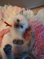 Ragdoll kittens nog 3 katers over te zien op de foto😊, Meerdere dieren, Ontwormd, 0 tot 2 jaar