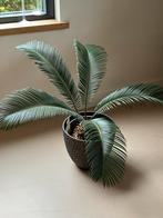 Mooie Cycas Revoluta, Ophalen, Palm, Volle zon, Minder dan 100 cm