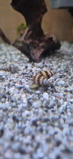 Helenaslakken (slakken etende slak), Ophalen, Nieuw, Overige typen