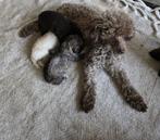 Toy poedel puppy’s, Poedel, 8 tot 15 weken, Parvo, Meerdere