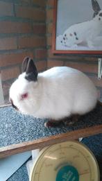 Gevraagd : dwergkonijnen met Rus tekening., Dwerg