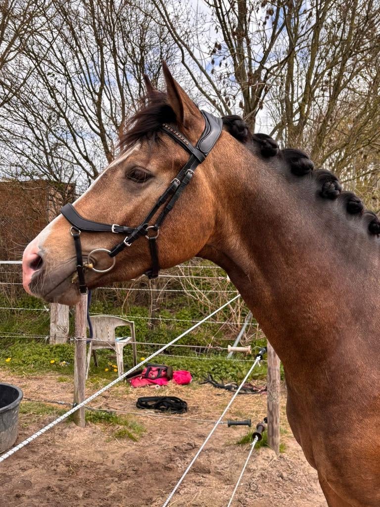 Mooie 3 jarige valk hengst, Dieren en Toebehoren, Pony's, Hengst, Onbeleerd, E pony (1.48m - 1.57m), Dressuurpony, 3 tot 6 jaar