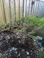 Gratis plant/boom ophalen, Ophalen, Halfschaduw, Overige soorten, Lente