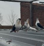 Afghaanse duiven, Meerdere dieren, Postduif